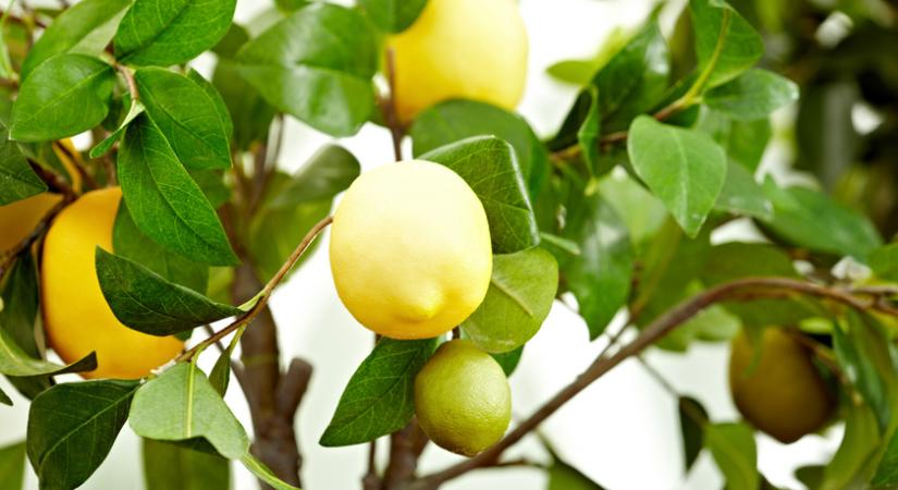 Így teleltesd a citromfád a kertész, Megyeri Szabolcs szerint: a pára és a megfelelő hőmérséklet is fontos