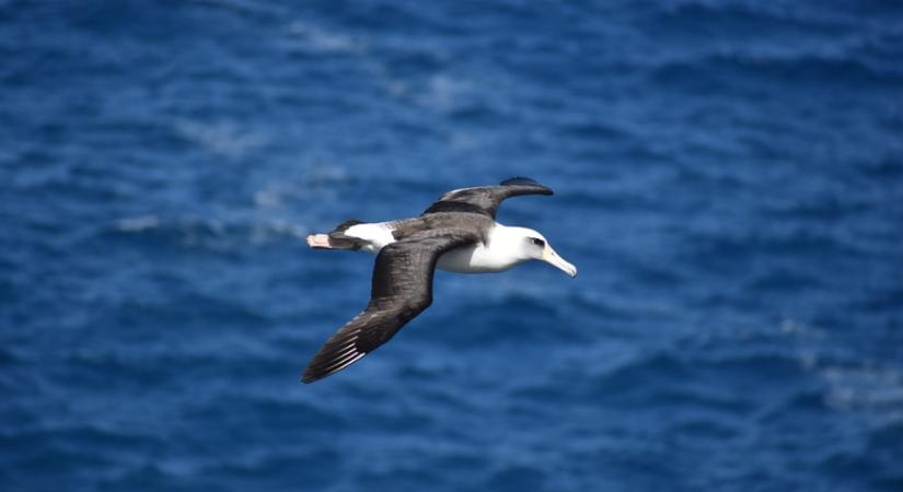 "Elválnak" az albatroszpárok az óceánok felszíni hőmérsékletének emelkedése miatt