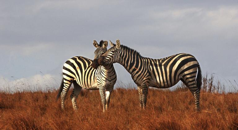 Fekete alapon fehér, vagy fehér alapon fekete a zebra szőre?