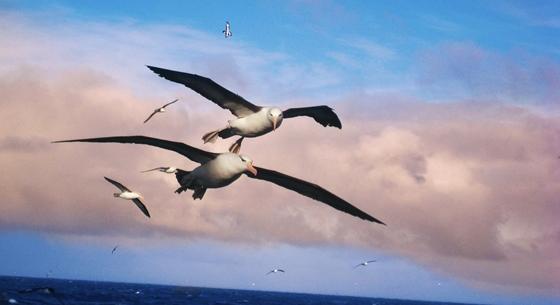 Már olyan meleg van az óceánokon, hogy amiatt elválnak az albatroszpárok