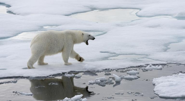 Először vettek videóra rénszarvast levadászó jegesmedvét