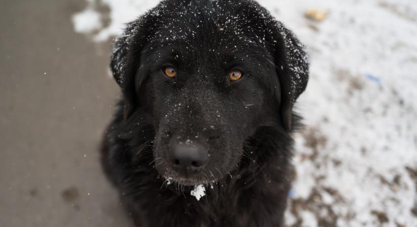 A kinti kutyatartás szabályai télen