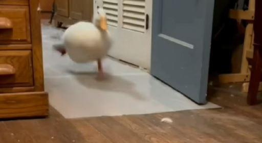 Kacsafutam - a lakásban rohangáló, feledékeny kacsa az új sztár - videó