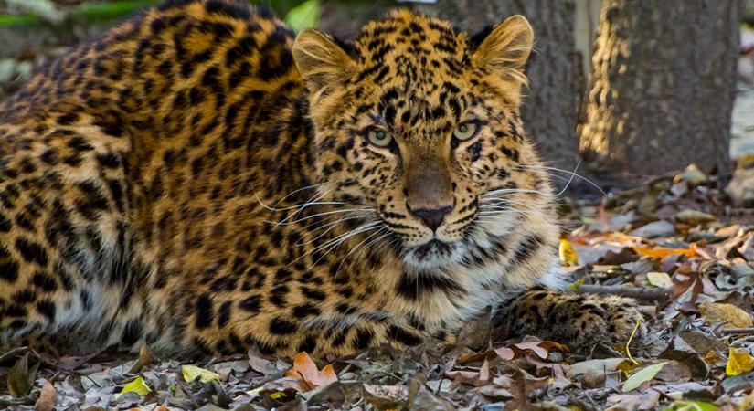 Fiatal leopárddal bővült a vadaspark