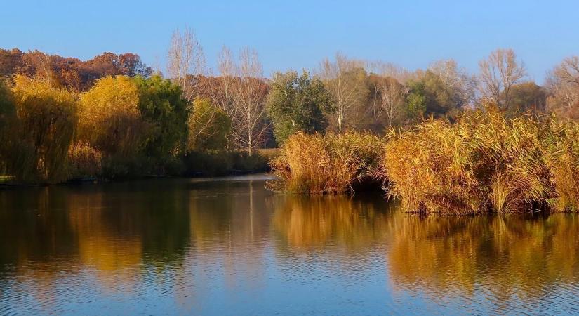 Tőzeges-tó: a nádassal ölelt vadregényes állóvíz Gyömrő szívében