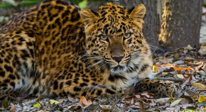 Ritka és különleges leopárd érkezett a Szegedi Vadasparkba