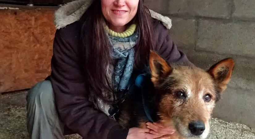 Buksi nagy kalandja: Szlovákiába vándorolt át az öreg dadi kutya