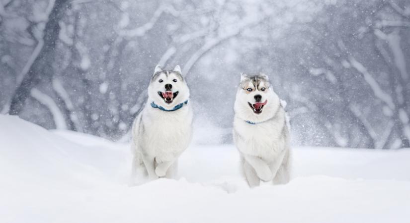 10 kutya, aki le sem tagadhatná, mennyire élvezi a havat: önfeledten játszanak a hófehér tájban