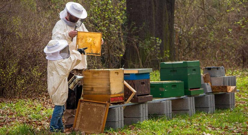 Határozott fellépés: szigorodnak a méz minőségi követelményei
