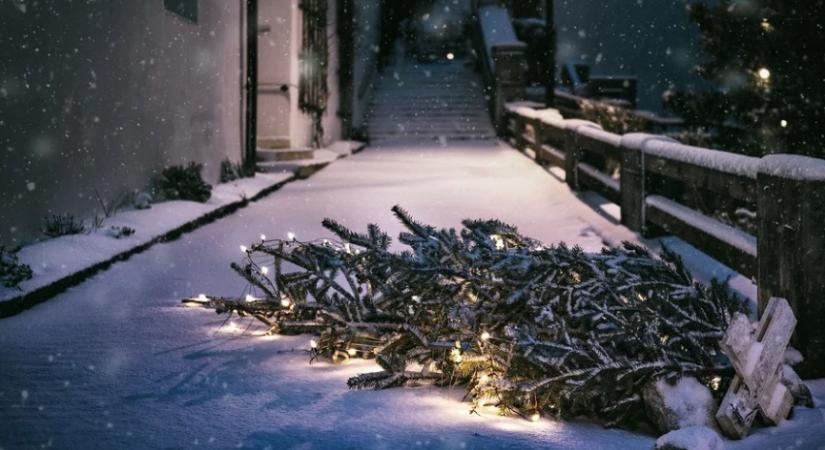 Új módszerrel számolják idén a karácsonyfa árát