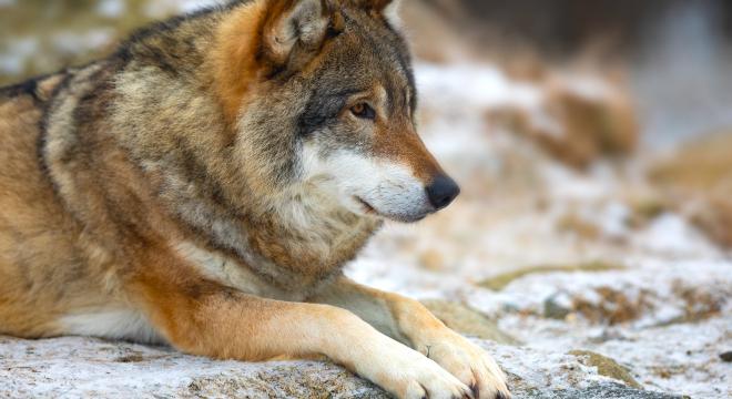 Kihalt az eredeti norvég farkas