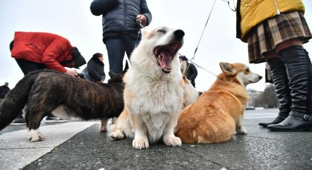 16 ezer kutya érkezik Budapestre a European Dog Show-ra az év végén