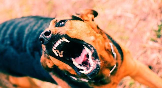 Kutyatámadás – szakértő fedi fel a titkot, hogy kerülheted el a tragédiát