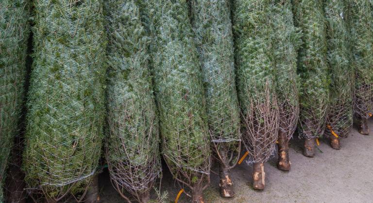 Már nem a lucfenyő a legnépszerűbb? Egyre több magyar vesz ilyen fát karácsonyra