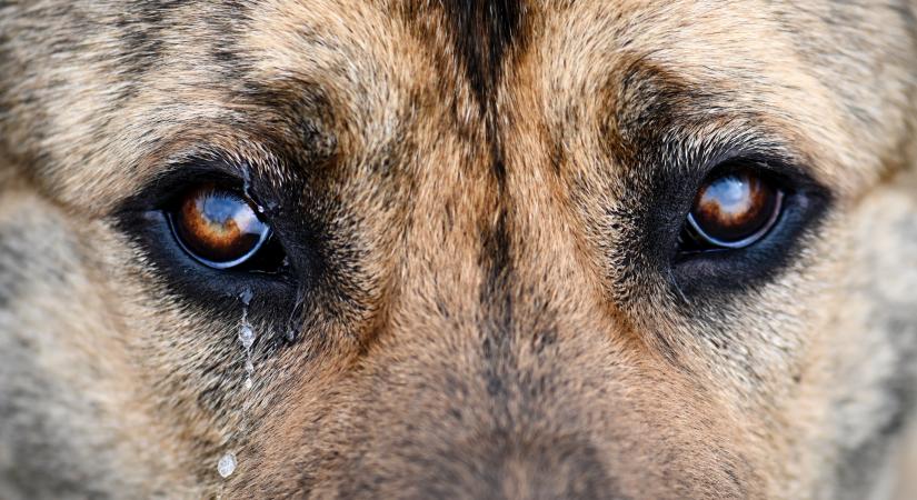 Kis híján elpusztultak: 7 kutyát éheztetett Szomódon, állatkínzás a vád