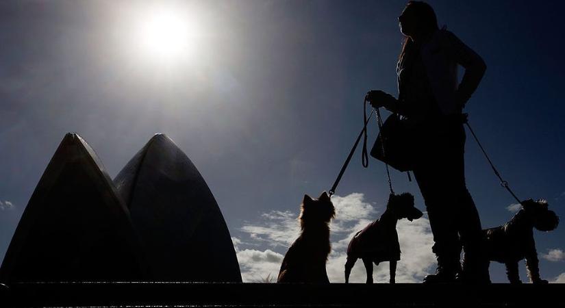Horribilis összeget fizet a Sydney-i Operaház egy tucat kutyának, hogy elijesszék a környékről a sirályokat