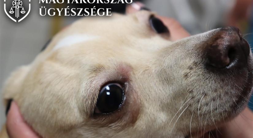 Eltörte saját kutyája combcsontját egy budapesti férfi