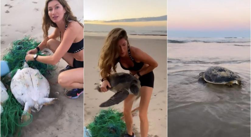 Gisele Bündchen megmentett egy halászhálóba szorult teknőst