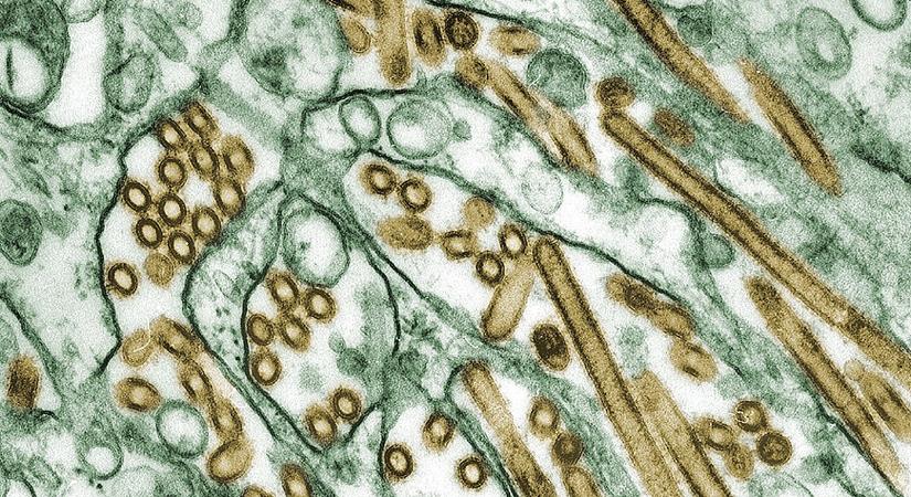 Madárinfluenza miatt 42 ezer kacsát számolnak fel Balmazújvárosban