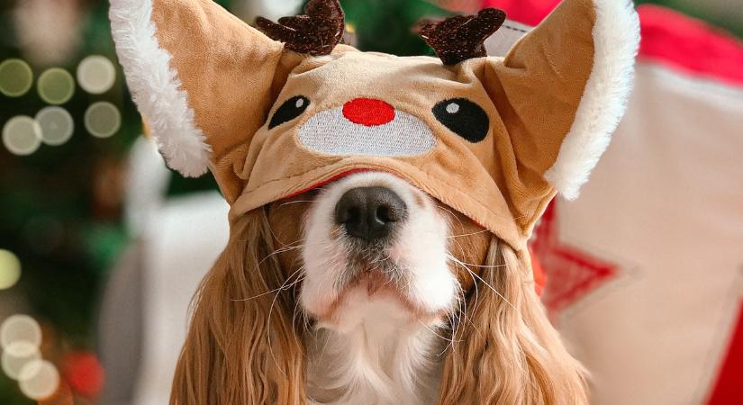 13 imádnivaló és szórakoztató ünnepi portré kutyákról, amely garantáltan mosolyt csal az arcodra