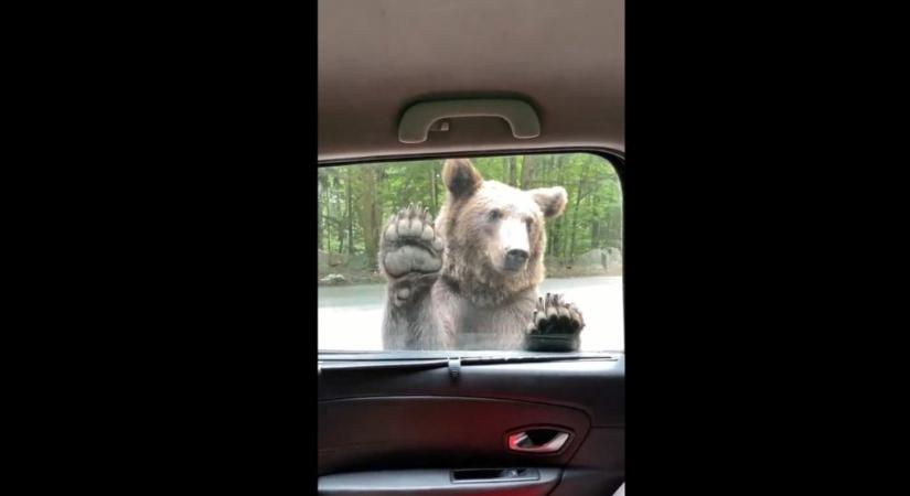 Igazi Maci Laci: Kinyitotta az ajtót a medve, hogy beszálljon az autóba