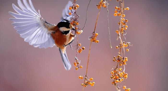 Egy csipetnyi boldogság: téli madáritatás