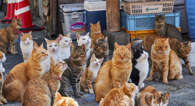 Az apró japán sziget, ahol a macskák vették át az irányítást: elhagyatott házakban, kihalt utcákon nyüzsögnek