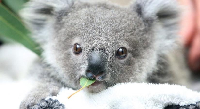 Barbár koalamészárlást végeztek egy eukaliptuszültetvényen