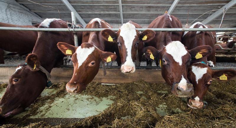 Újabb egy évvel meghosszabbodik a szarvasmarha tejágazatot érintő állatjóléti támogatás
