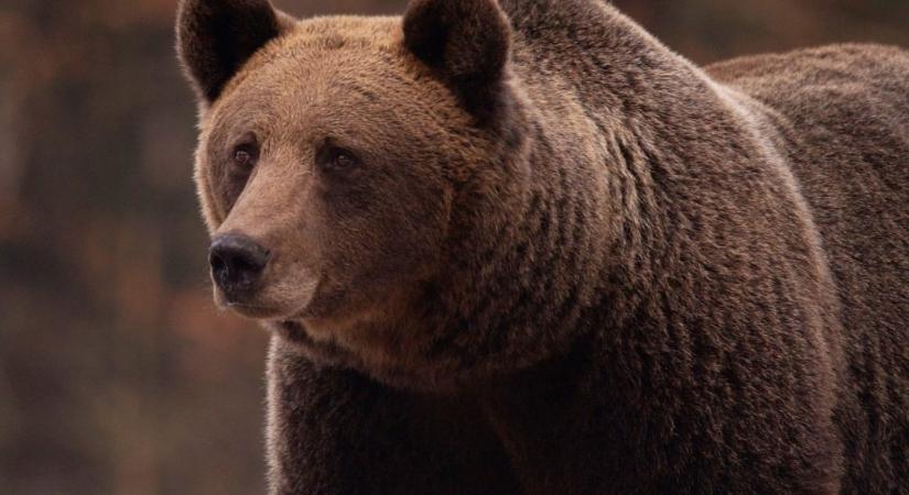 Medvék között talált boldogságra a vagyonát elvesztő milliárdos