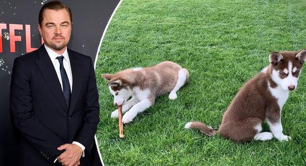 Leonardo DiCaprio a nap hőse – két kutyát mentett ki egy jeges tóból