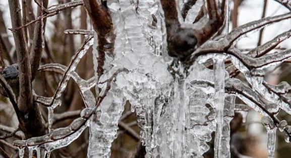 Magyarkanizsán is komoly balesetveszélyt jelent a fákra fagyott jég