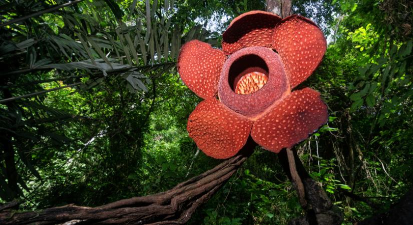 Az óriás bűzvirág bimbója 10 kilós is lehet: mutatjuk a világ legkülönlegesebb virágait