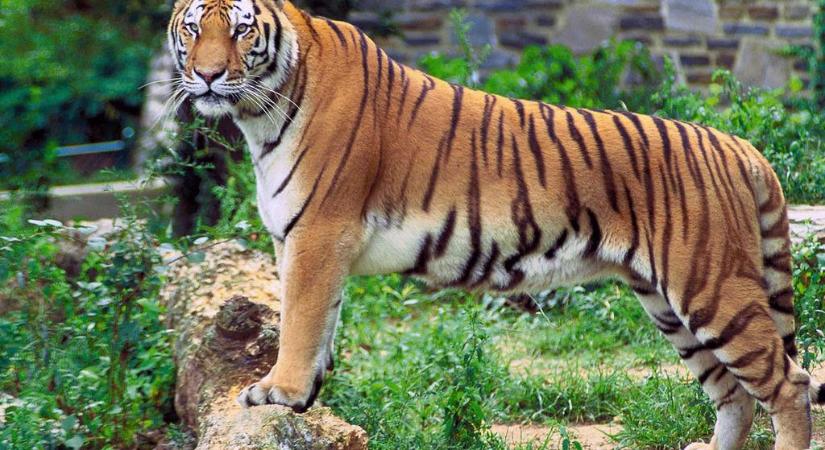 Rekordszámú tigris pusztult el idén Indiában