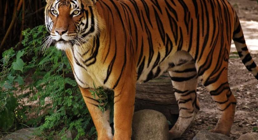 Egy amerikai állatkertben lelőttek egy maláj tigrist, amely megragadta egy takarító karját