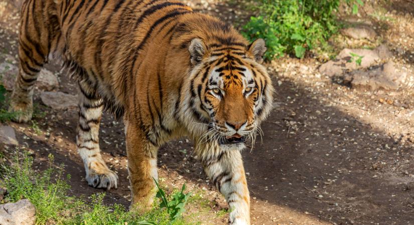 „Meg fogok halni”- kiabálta az állatkerti takarító, amikor elkapta egy tigris – videó