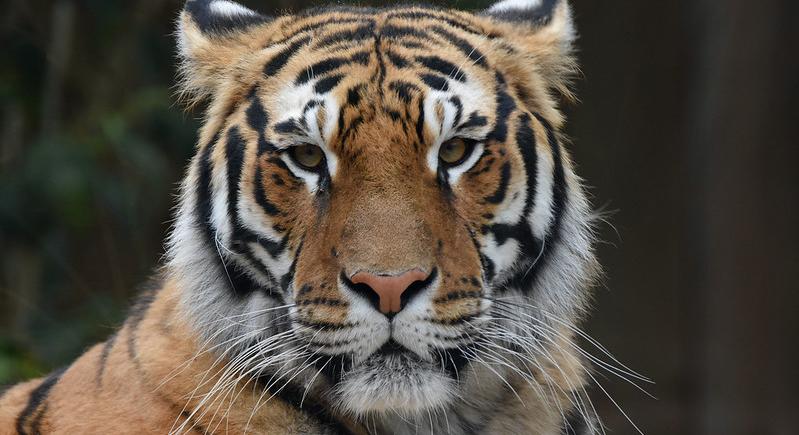 Rekordszámú tigris pusztult el tavaly Indiában