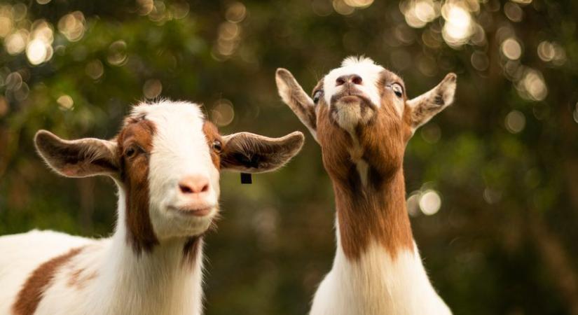 Juhokkal és kecskékkel népszerűsítik a koronavírus elleni oltást
