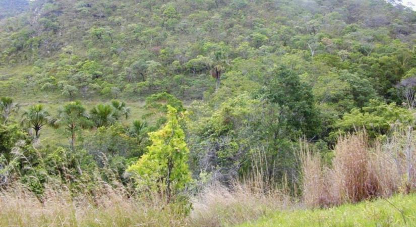 Elkeserítő mértékben nőtt az erdőirtás Brazíliában