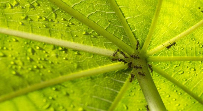 Ez a hangyafaj képes meggyógyítani a sérült fákat