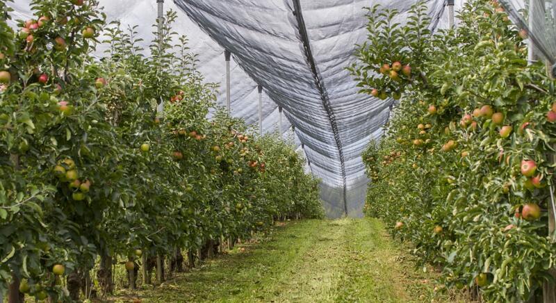 Több mint 2400 ha új gyümölcsös területet vett termőhelyi kataszteri nyilvántartásba a Nébih