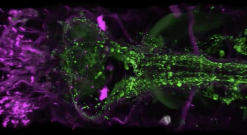 Impakták: Tengeri gyűrűsféreg segít megérteni az idegrendszer eredetét és evolúcióját