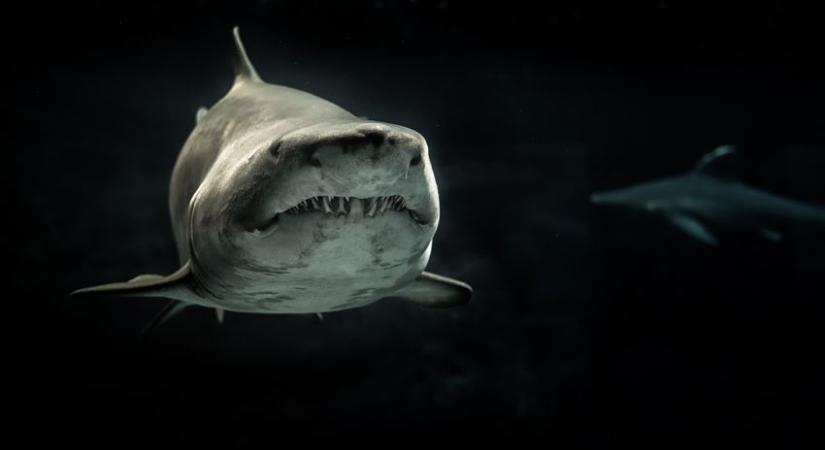 Hátborzongató harapásnyomot találtak egy gigászi cápa oldalán