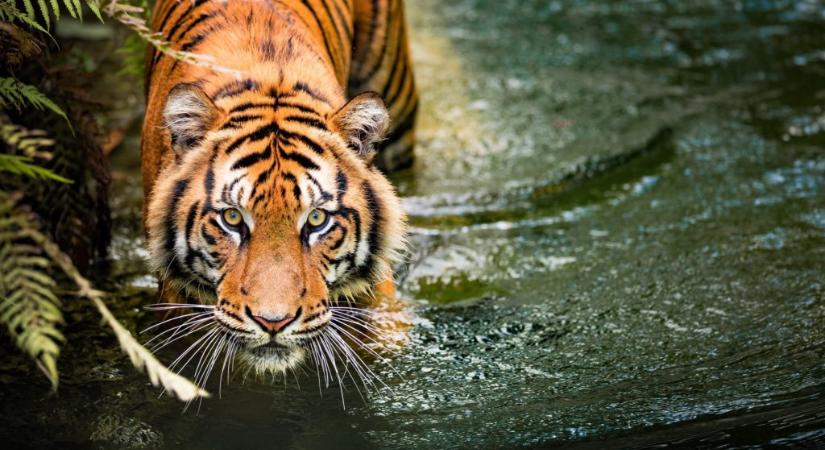 2022 a Tigris éve lesz, de mit jelent ez?