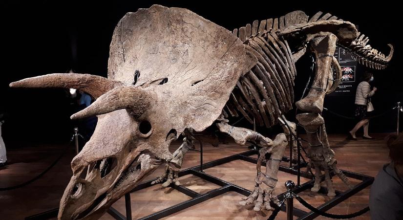 Értékesítették a valaha talált legnagyobb Triceratops csontvázat