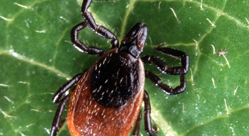 Az enyhülő teleken egyre gyakoribb hőmérsékleti ingadozások kedveznek a Lyme-kórt terjesztő kullancsoknak