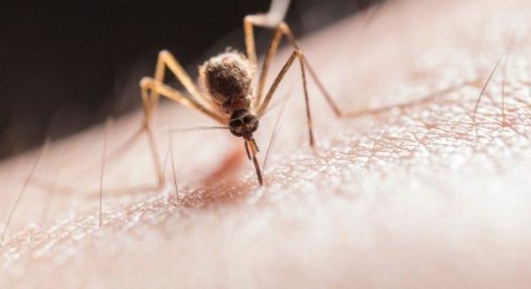 Természetes szúnyogriasztó illóolajok