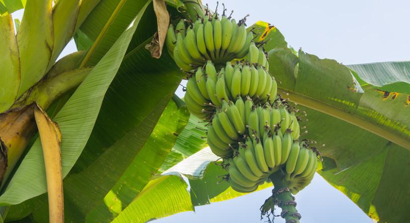 Kínzó kérdés, hogyan hámozzuk jól a banánt?