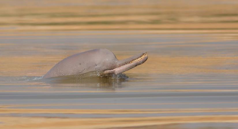 Eltévedt delfineket próbálnak megmenteni Pakisztánban