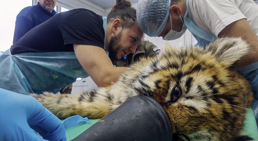A fagyhaláltól mentettek meg egy tigriskölyköt